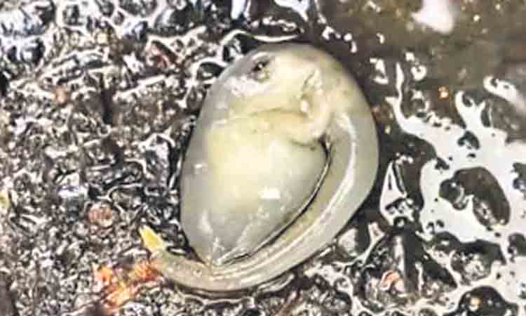 ఏలియన్‌ ఊడి పడిందా?