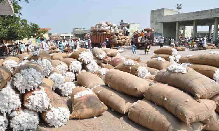 తెల్లబంగారానికి రికార్డు స్థాయి ధర