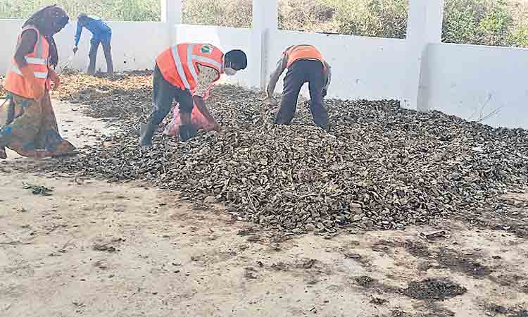 హరిత మొక్కలకు సేంద్రియ ఎరువు