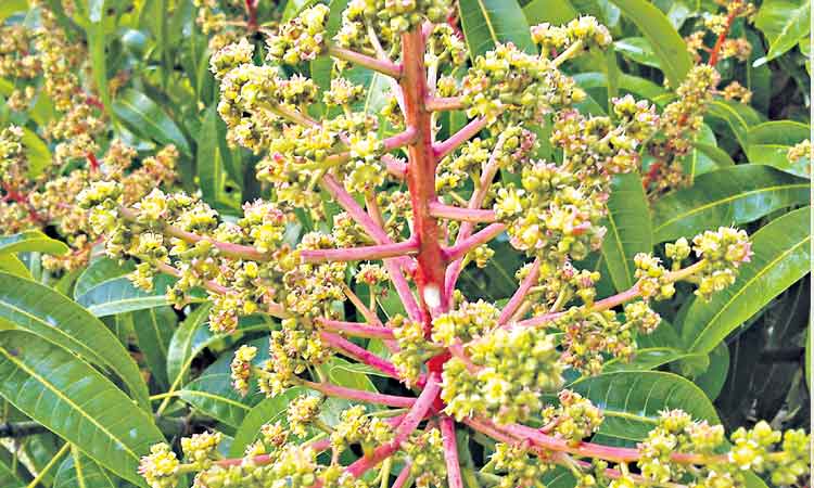 పూత, పిందె పైలం!