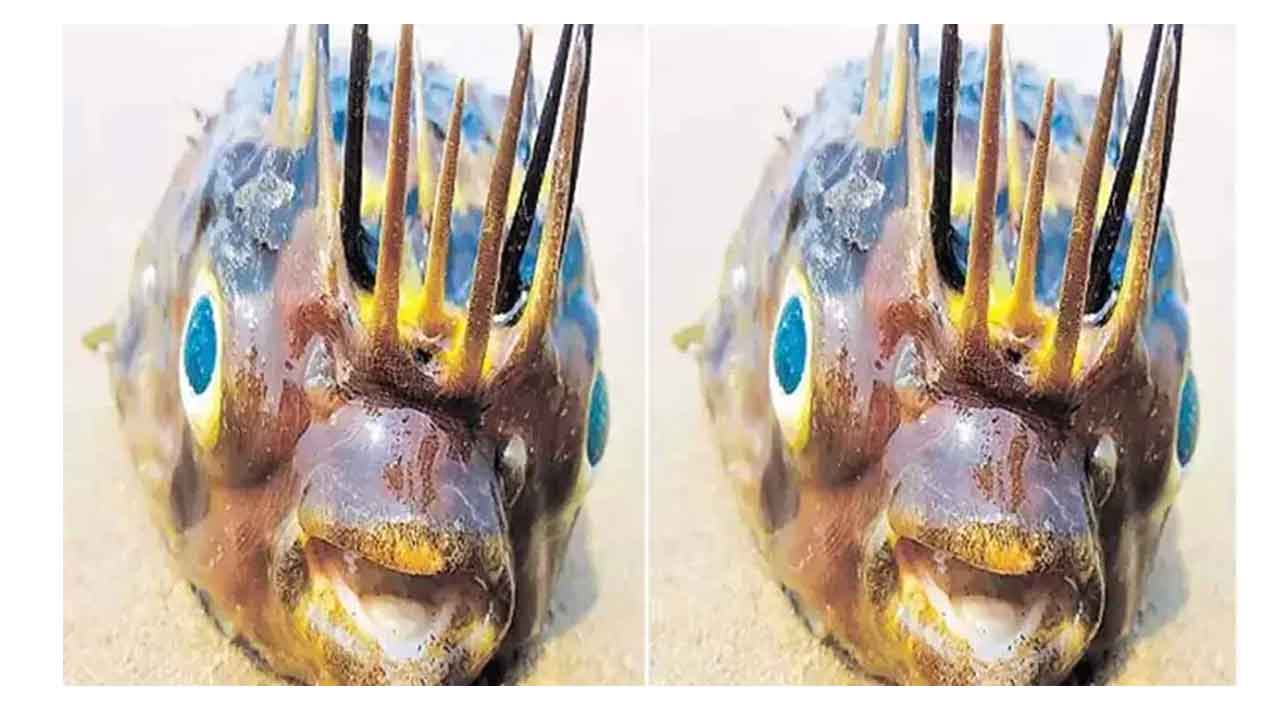 ముళ్లకప్పను చూశారా.. ఎప్పుడైనా?