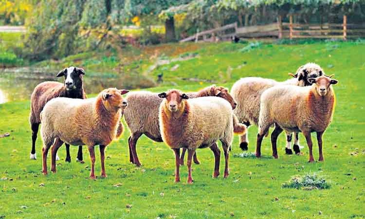 జలగల గండం!