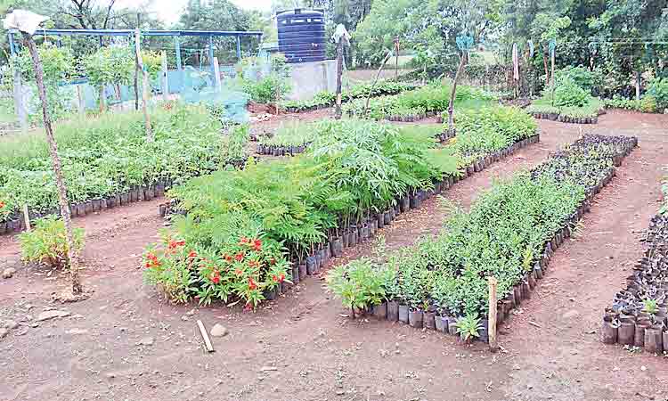 హరిత కోటి