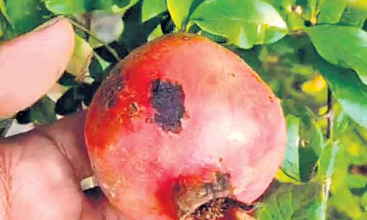 నిండా ముంచుతున్న మచ్చలు!