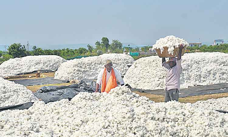 పంట మారింది