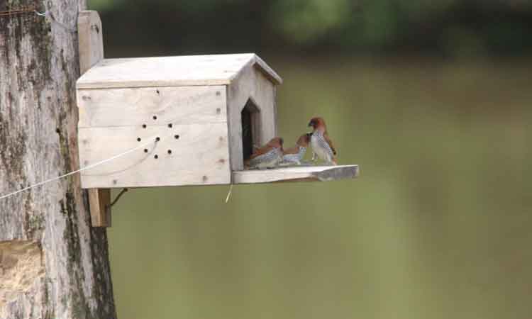 అడవి చిక్కగా..