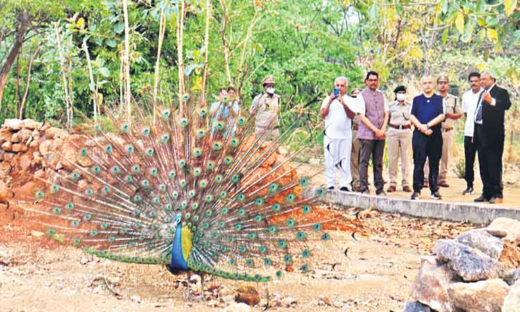 అర్బన్‌ ఫారెస్ట్‌ పార్కులు అద్భుత