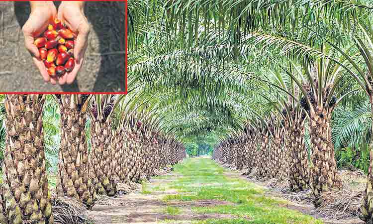 ఆయిల్‌పామ్‌ సాగు ప్రయోజనకరం