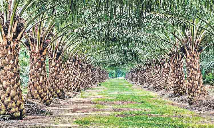 ఆయిల్‌పామ్‌కు 1000 కోట్లు