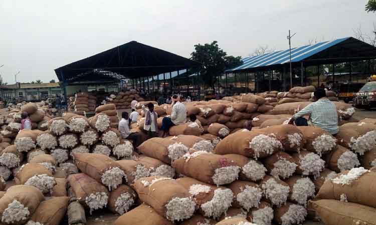 పత్తి క్వింటాల్‌ @ 10,850