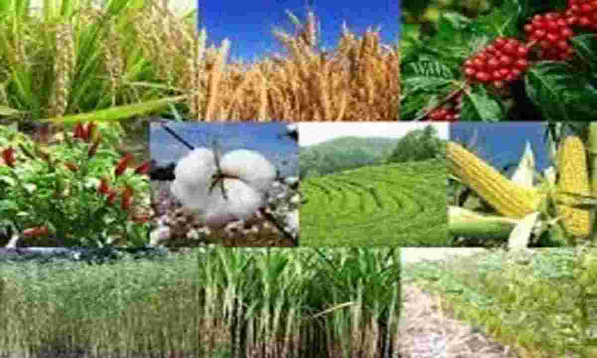 Agriculture | పంటలు- సాంద్రత, దిగుబడి
