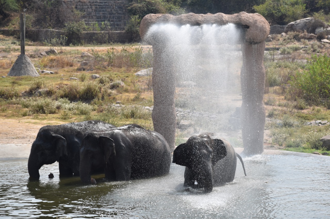 Hyderabad zoo park | వేస‌వితాపం నుంచి ఉప‌శ‌మ‌నానికి జూలో ప్రత్యేక ఏర్పాట్లు