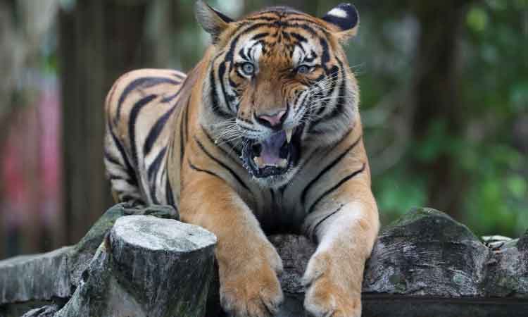 పులులు వస్తున్నయ్‌..