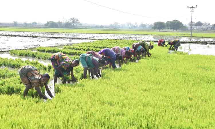 వరి పై పోరు