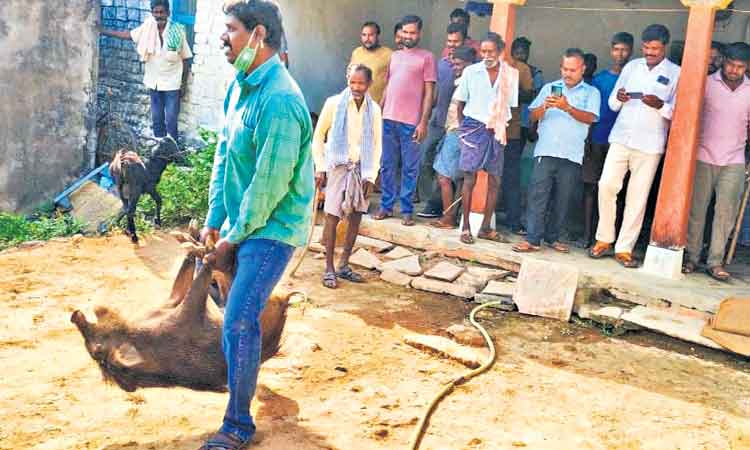 ఇంట్లో అడవి పందుల హల్‌చల్‌