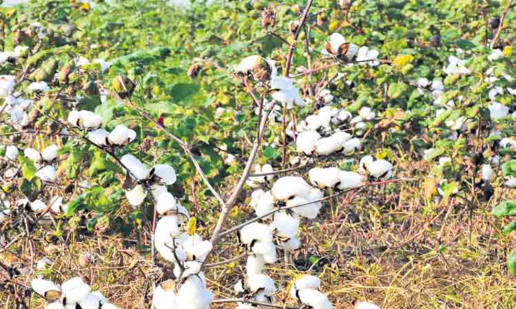 ఒక్కో ప్యాకెట్‌పై 43 పెంపు