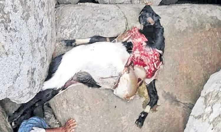 చిరుత సంచారంతో వణుకుతన్న తాటిపర్తి