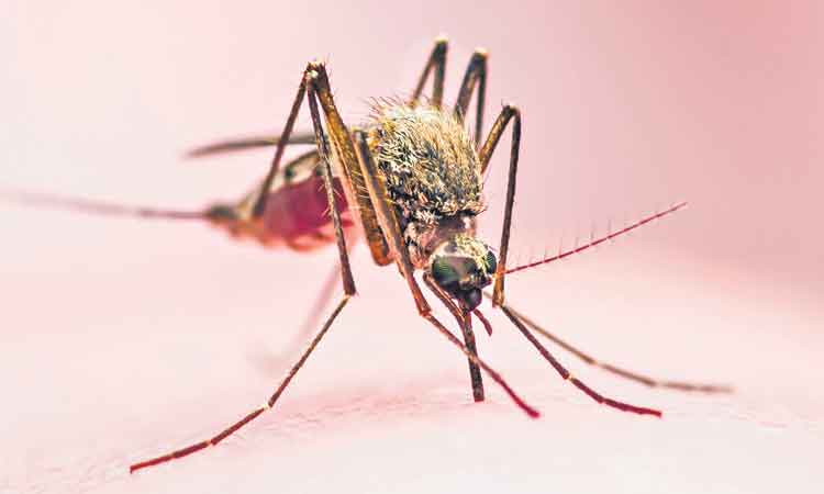 రోగకారక దోమలను చంపే జెనెటిక్‌ దోమలు