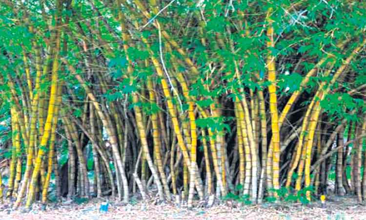 ఆర్‌ఆర్‌ఆర్‌ పరిసరాల్లో వాణిజ్య మొక్కలు