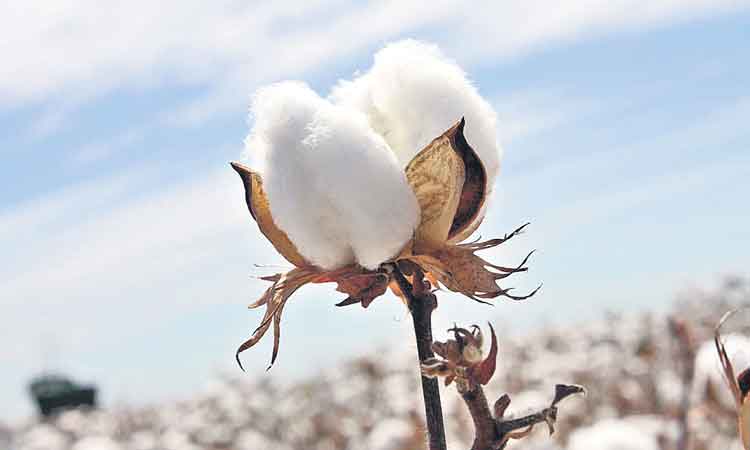 దూదిపూల మురిపెం..