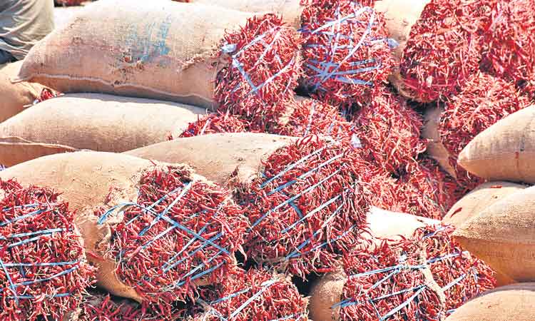 సింగిల్‌పట్టీ.. సిరుల మిర్చి