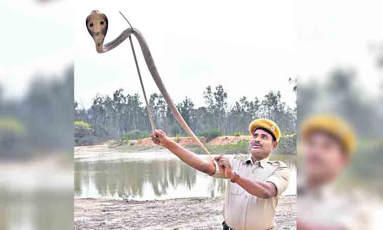 ఒక్కరోజే.. పది పాములు