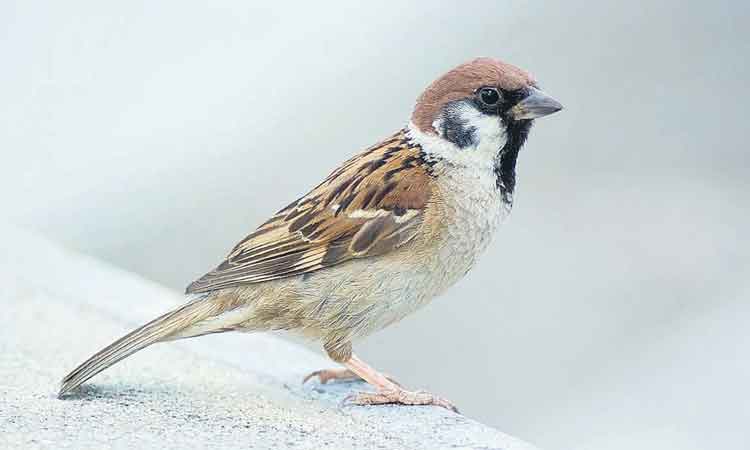 కిచ..కిచల సవ్వల్లేవి..