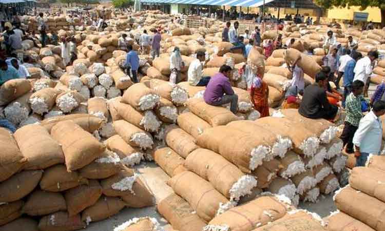 మన పత్తి బంగారం