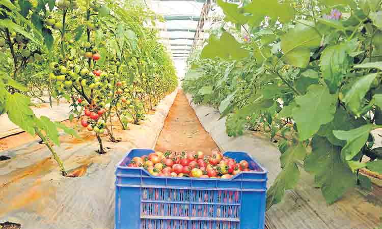 గులాబీ రంగు టమాట