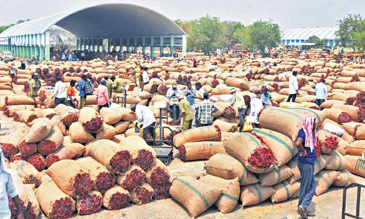 బంగారంతో మిర్చి ధర పోటీ
