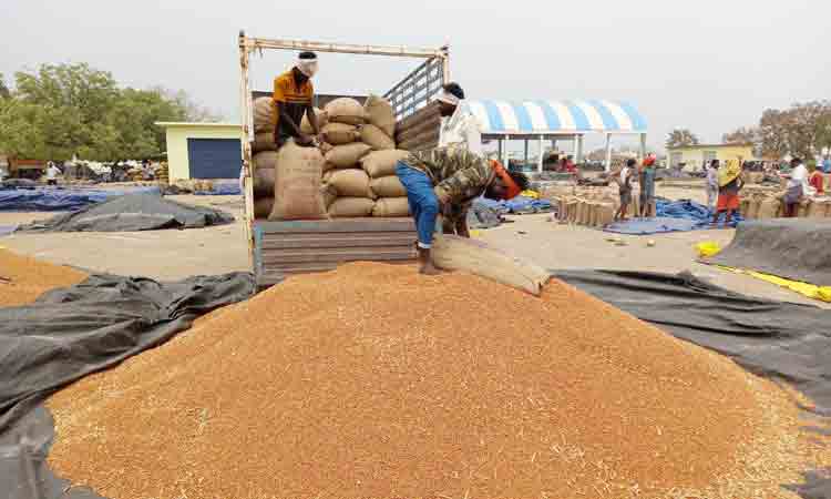 శనగలకు మద్దతు