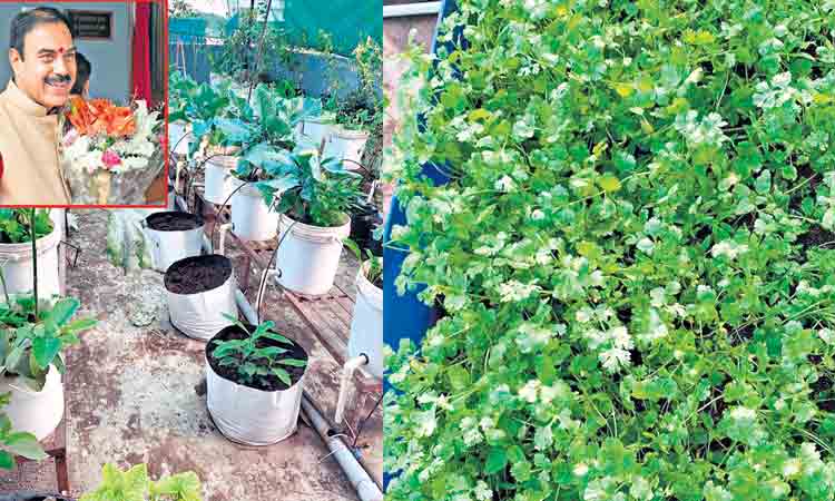 మిద్దెపై తోట.. మనసు పూదోట