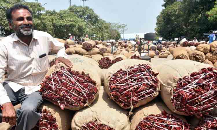 బంగారాన్ని మించి.. దేశీరకం మిర్చికి రూ.52వేలు..