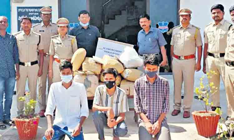 24 కిలోల పొడి గంజాయి పట్టివేత