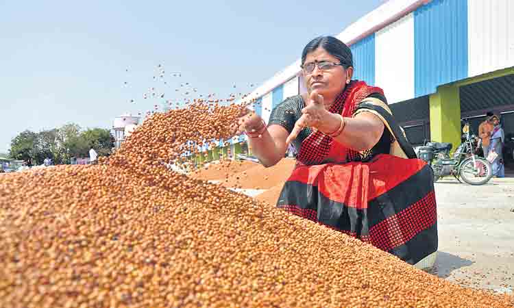 14.85 కోట్ల కందులు, శనగల కొనుగోళ్లు