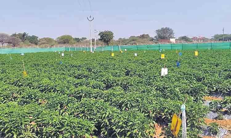 ఇతర పంటల సాగు..రైతుకు బాగు