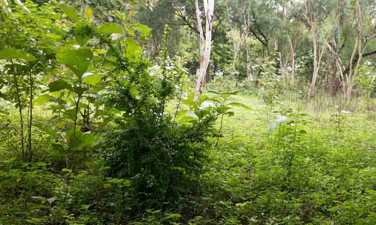 అటవీశాఖకు 1,410 కోట్లు