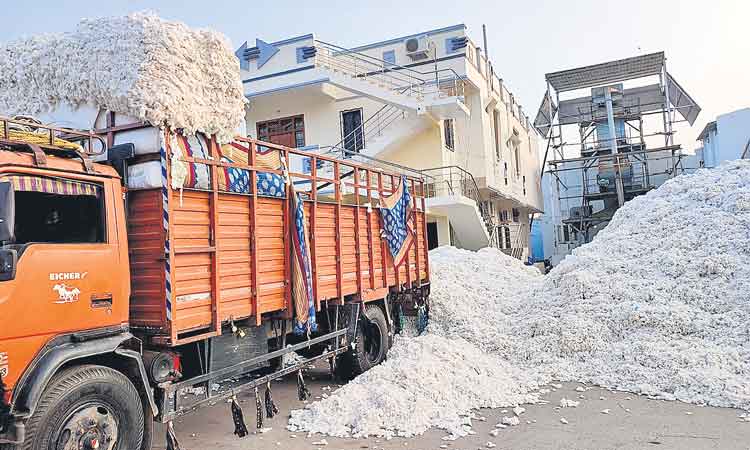 మెరిసిన తెల్లబంగారం