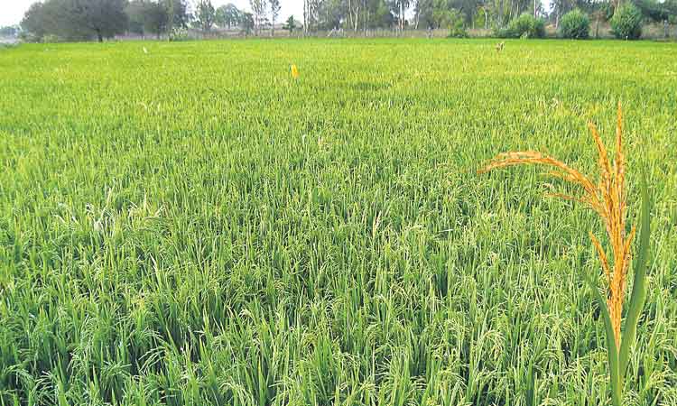 ఎందుకీ కక్ష..ఏమిటీ వివక్ష