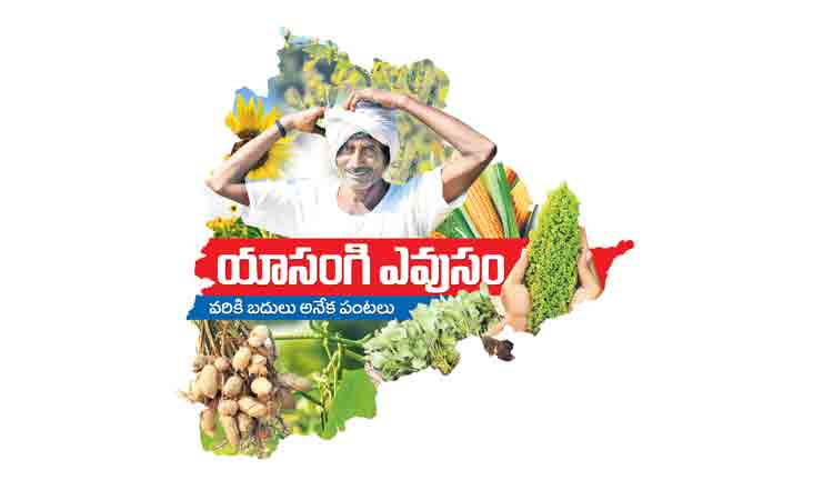 ఆధునిక సాగుతో అధిక లాభాలు
