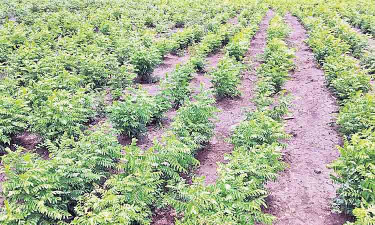 కాసులు కురిపిస్తున్న కరివేపాకు