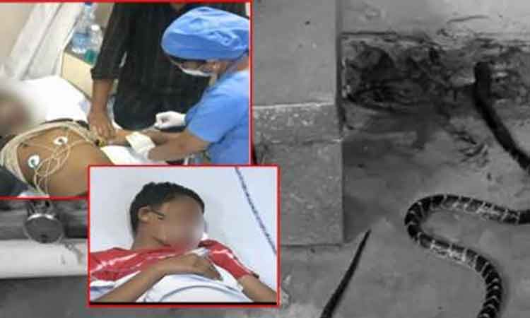 పాముకాటు బాధితులకు ఏపీ ప్రభుత్వం ఆర్థిక సహాయం..