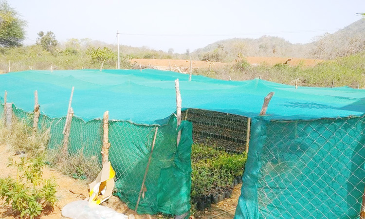 గ్రీన్‌ నెట్లతో ‘హరిత’ రక్షణ