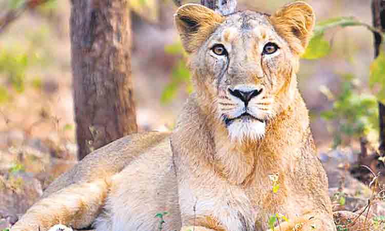 సింహాల గుర్తింపునకు హైదరాబాద్‌ సాఫ్ట్‌వేర్‌