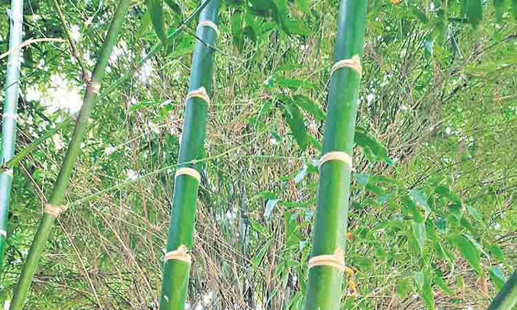 ఆకుపచ్చ బంగారం వెదురు