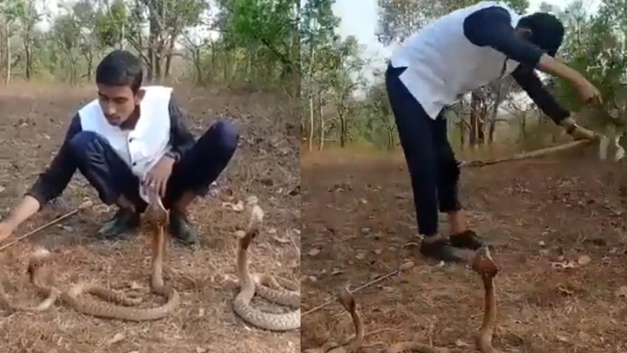 VIRAL VIDEO: మూడు కోబ్రాల‌తో యువ‌కుడి ఆట‌..చివ‌రికి ఏమైందంటే?