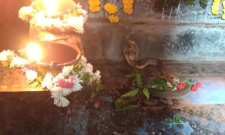 ఆల‌యం గ‌ర్భ‌గుడిలో నాగుపాము ప్ర‌త్య‌క్షం.. పూజ‌లు చేసిన భ‌క్తులు