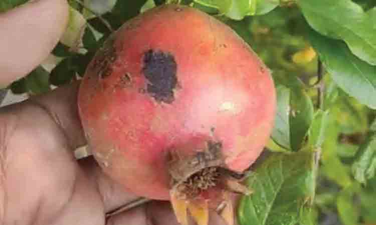 నిండా ముంచుతున్న మచ్చలు!