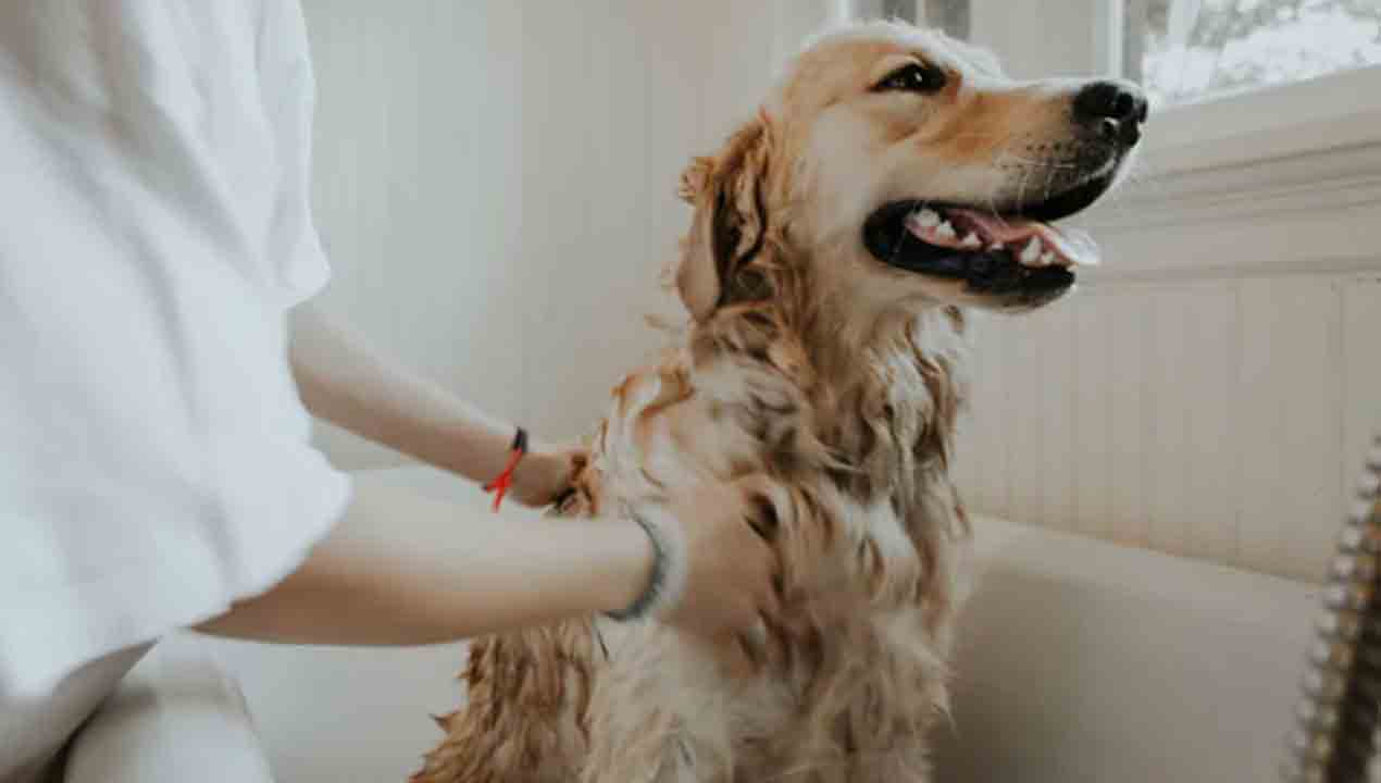 కుక్క మొరుగుతున్నదని… యజమానిని హత్య చేసిన బాలుడు