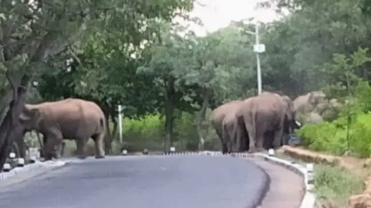 తిరుమలలో ఏనుగుల మంద కలకలం